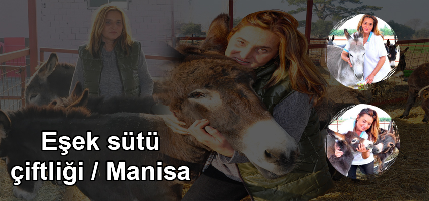 Manisa Eşek Sütü Nerede Bulunur